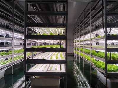 植物工厂的智慧农产品去了哪?丨高质量发展调研行